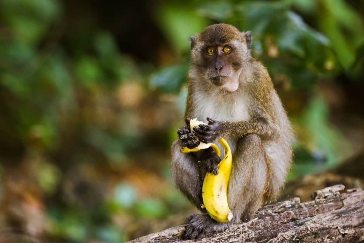 Monkey peeling a banana on Monkey Island