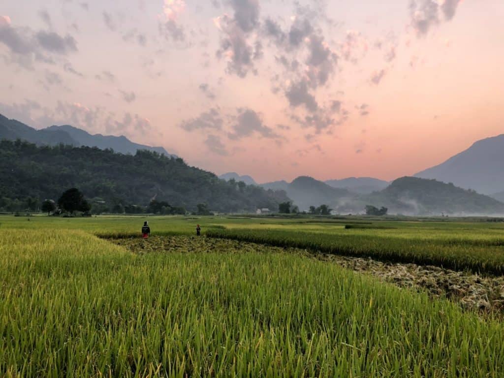Rice fields in Vietnam at dusk